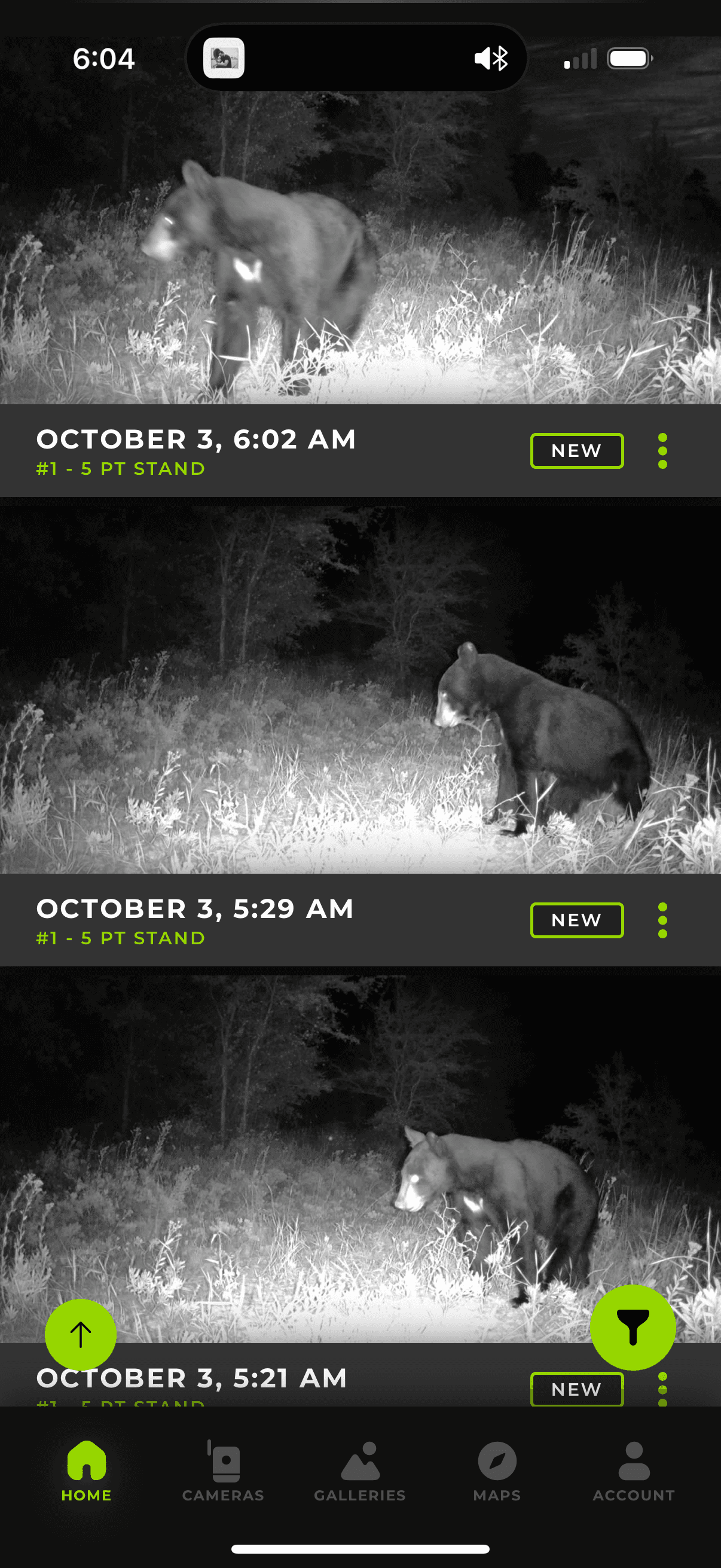 Trail camera — buck