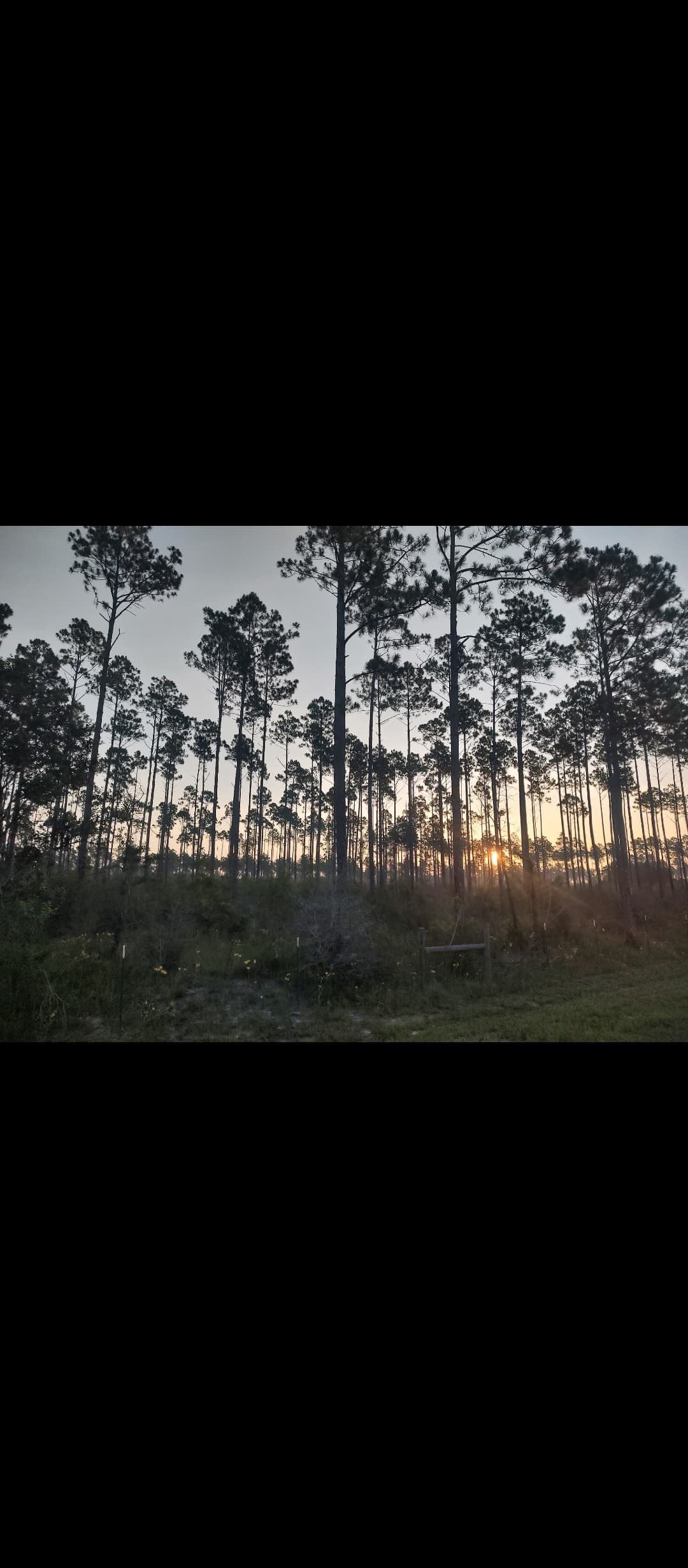 Pine plantation at Sugar Sands Hunting Preserve